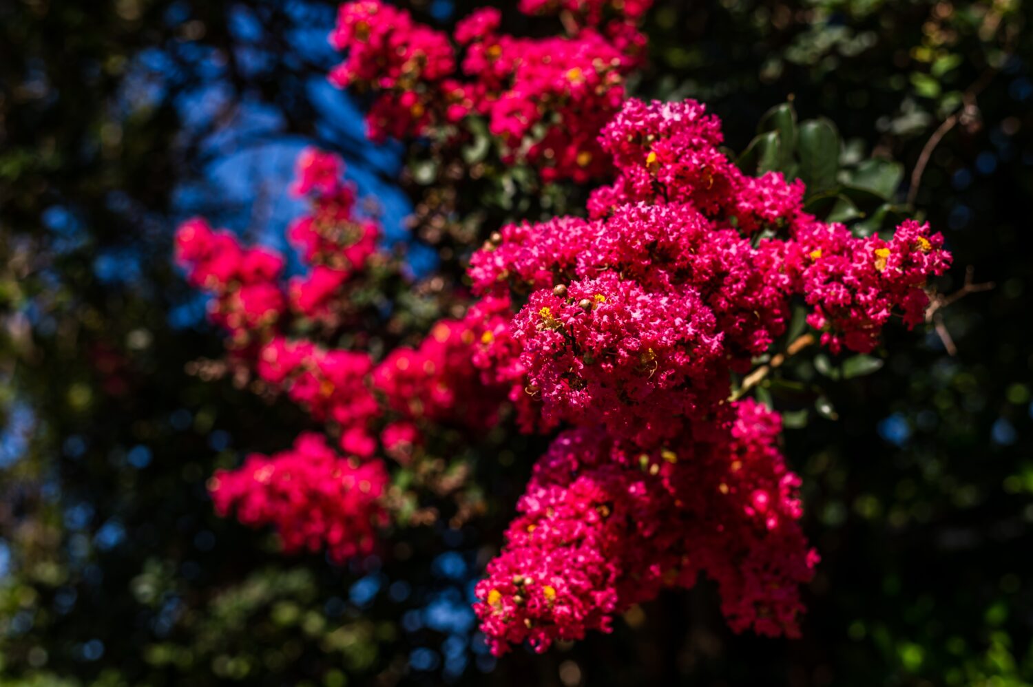 Fiori rosa brillante in fiore su un albero a Starkville, Mississippi durante l'estate