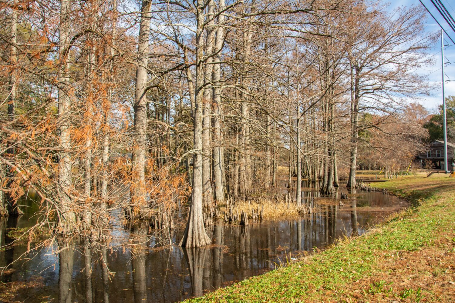 Scena di palude bayou nel Mississippi con cipressi calvi in ​​autunno vicino a Indianola, Mississippi, Stati Uniti