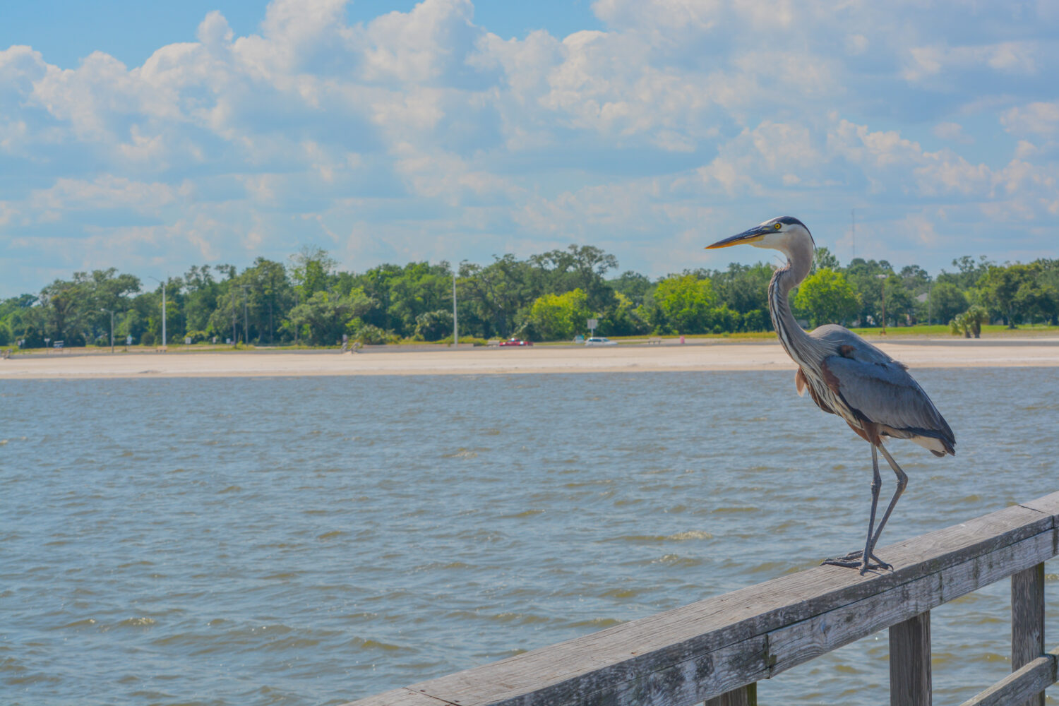 Un grande airone blu sul molo di pesca Jim Simpson Sr, Harrison County, Gulfport, Mississippi, Golfo del Messico USA
