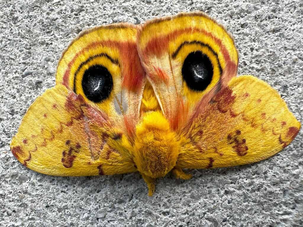 6. Io Moth (Automeris io) è una delle falene più comuni in Ohio.