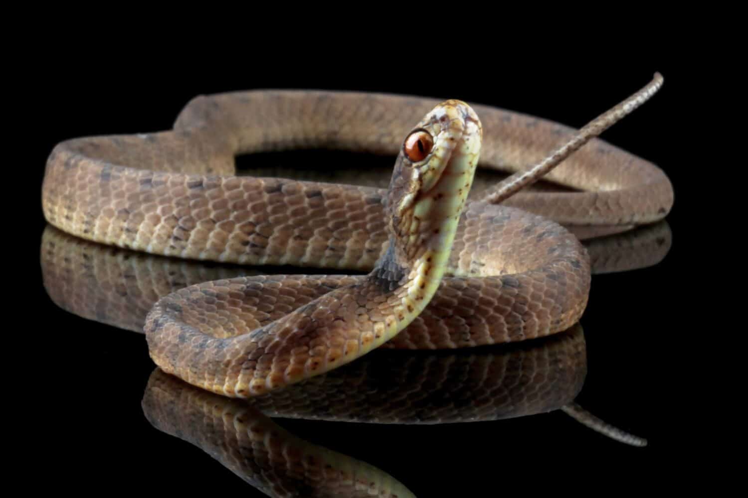 serpente mangiatore di lumache isolato su sfondo nero, Pareas carinatus, un serpente mangiatore di lumache