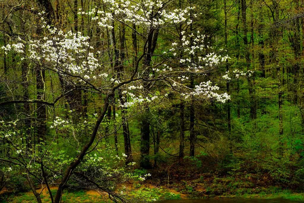 Sanguinello in fiore, Williams River, Foresta Nazionale di Monongahela, West Virginia, Stati Uniti