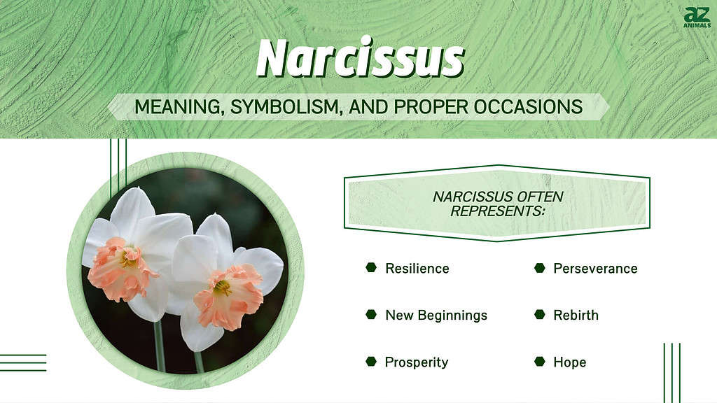 Significati di Narciso, simbolismo, infografica delle occasioni adatte