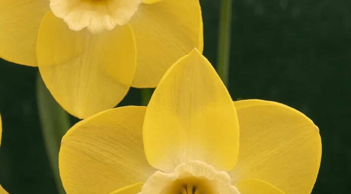 Fiore giallo daffodil Narcissus Flor D'Luna visto primo piano in interni.
