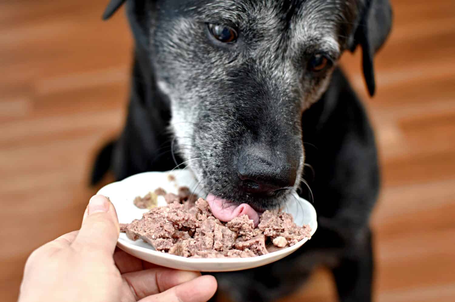 cane che mangia carne in scatola da un piattino