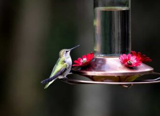 I colibrì sono aggressivi tra loro, quindi avere più mangiatoie in una piccola area li rende felici.