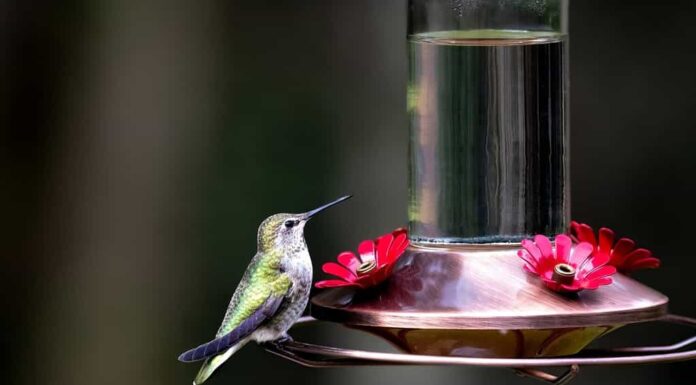 I colibrì sono aggressivi tra loro, quindi avere più mangiatoie in una piccola area li rende felici.