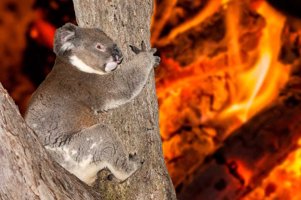 koala che urla e piange nell'incendio boschivo in australia