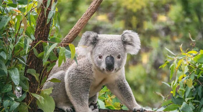 Koala sull'albero di eucalipto in Australia.