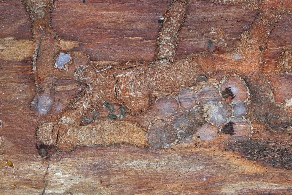 Piccoli invertebrati che vivono sotto la corteccia dei pini morti, tra cui lo pseudoscorpione chernetide (Pseudoscorpiones), gli acari e il millepiedi.
