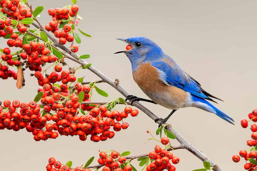 Svernamento maschio adulto Western Bluebird (Sialia mexicana) nella contea di Santa Barbara, California, Stati Uniti.