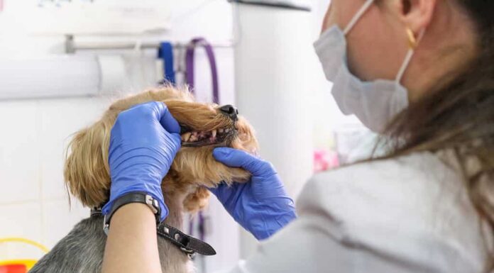il veterinario esamina i denti di un cane.  Consultazione con un veterinario.  Primo piano di un cane e di zanne.  Clinica per animali.  Controllo degli animali domestici.  Assistenza sanitaria.