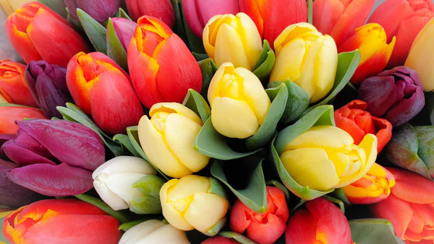 Mazzo di tulipani floreali di tulipani primaverili