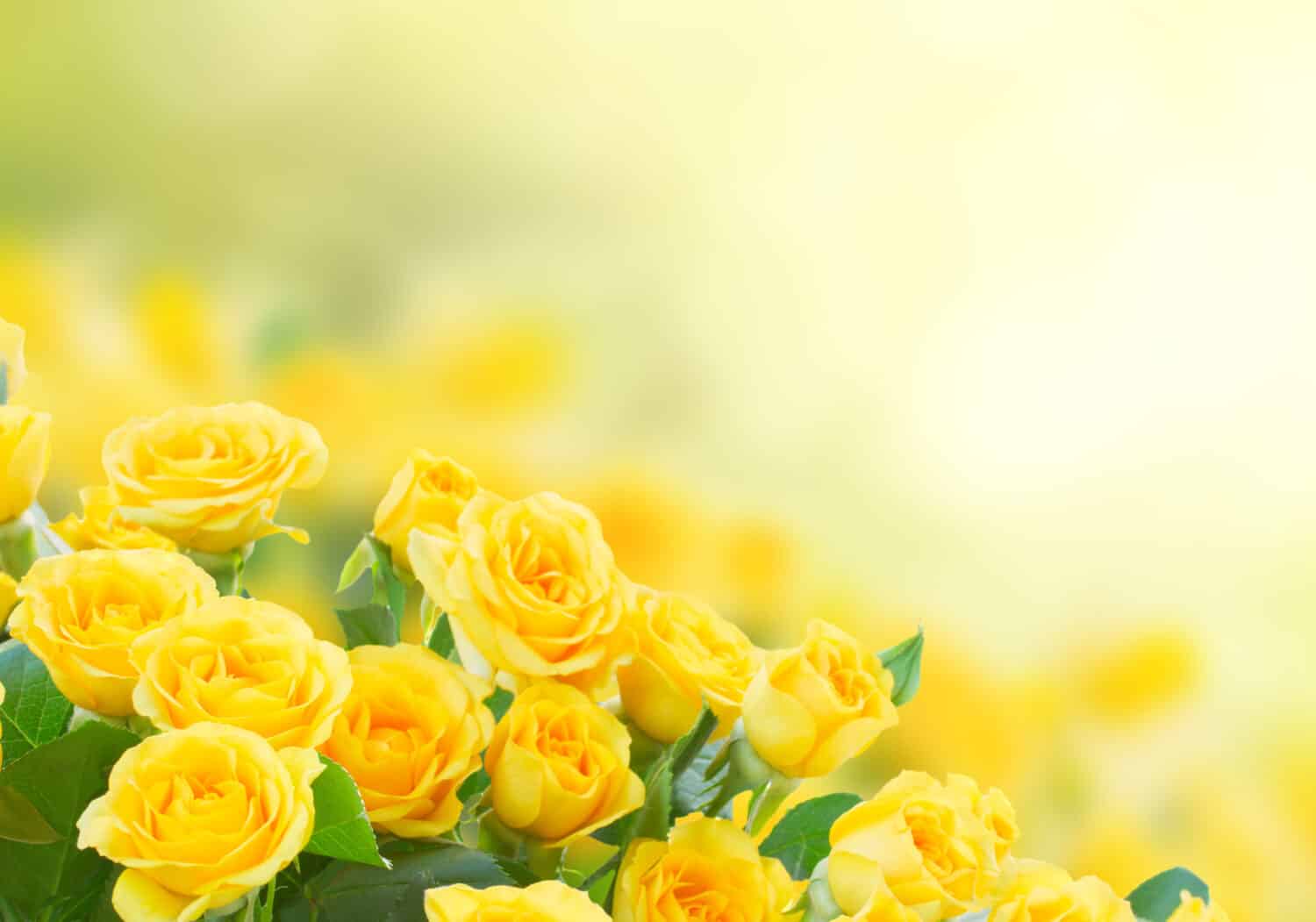 rose gialle fresche nel verde giardino soleggiato