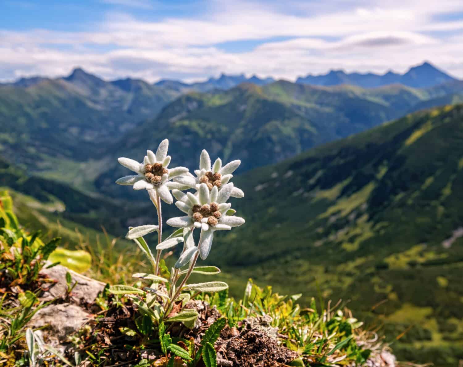 Tre individui, tre rarissime stelle alpine a fiore di montagna.  Fiore selvatico isolato, raro e protetto, fiore di stella alpina (Leontopodium alpinum) che cresce in un ambiente naturale in alta montagna.