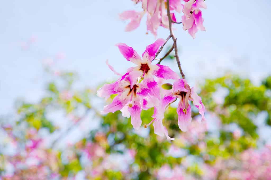Fiori rosa dell'albero del filo di seta Ceiba speciosa, precedentemente Chorisia speciosa.