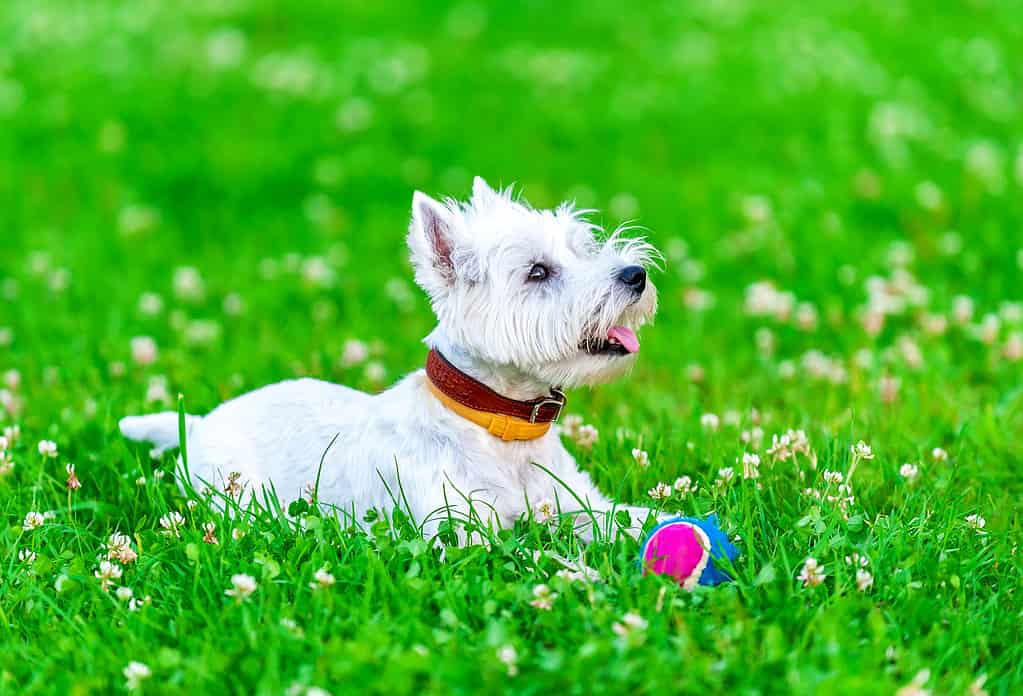 attento West Highland White Terrier con palla giocattolo per cani