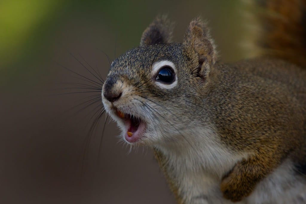 Ritratto dello scoiattolo rosso americano che stride con il suo grido di allarme in natura in estate.