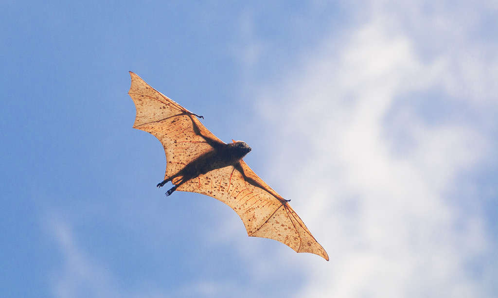 Pipistrello gigante della frutta incoronato d'oro o gigantesca volpe volante dorata che vola in aria nelle Filippine.