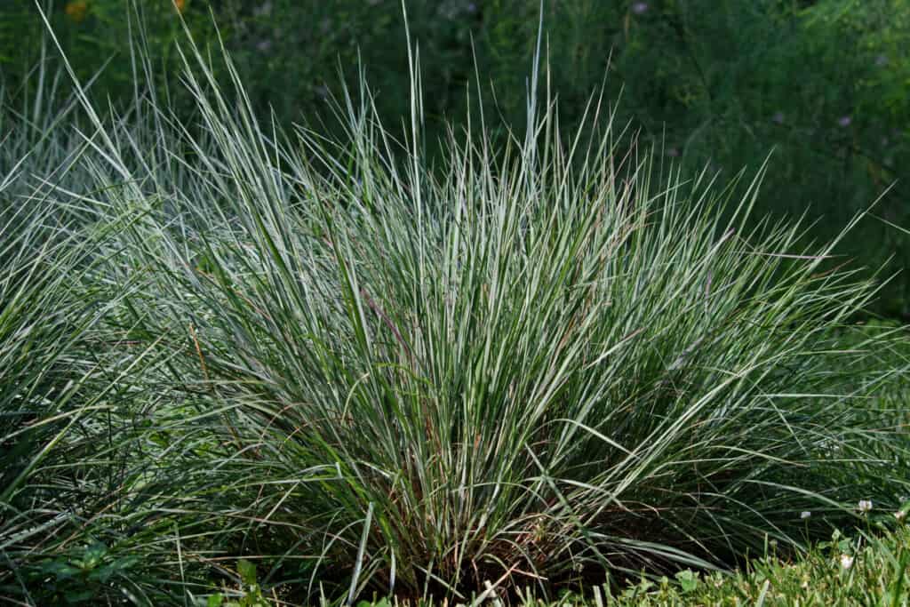 Piccolo bluestem in una luminosa giornata estiva soleggiata.  Conosciuta anche come Schizachyrium scoparium o erba della barba, è un'erba della prateria nordamericana originaria della maggior parte degli Stati Uniti.