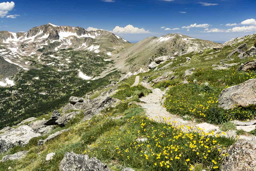 Il sentiero del ghiacciaio Arapaho attraversa lo spartiacque continentale in alto nelle montagne rocciose del Colorado con fiori selvatici estivi che sbocciano nella tundra