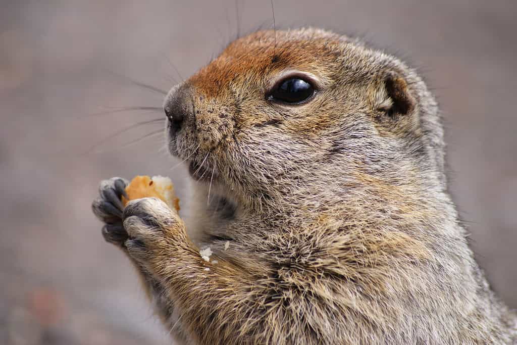 Uno scoiattolo di terra artico che mangia un pezzo di pane