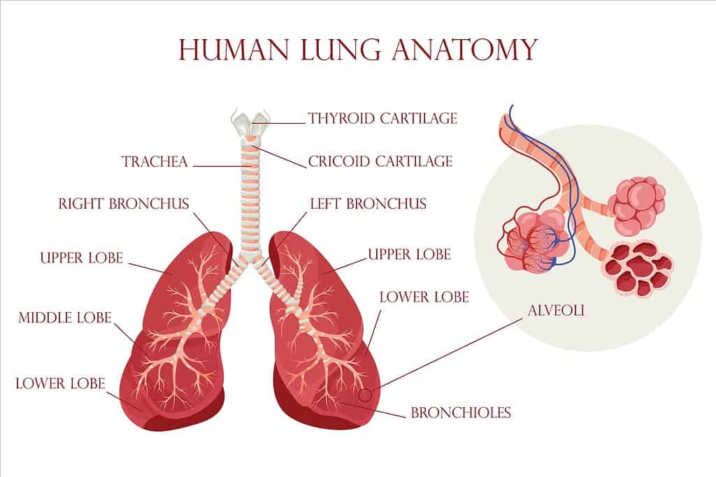 Anatomia del polmone umano