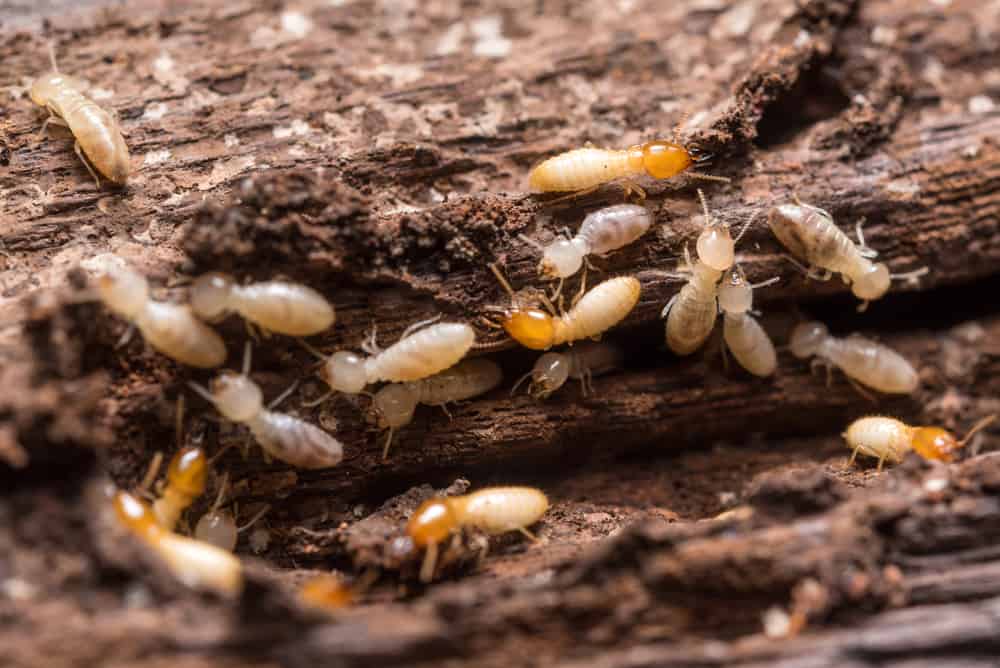 Chiudi le termiti o le formiche bianche