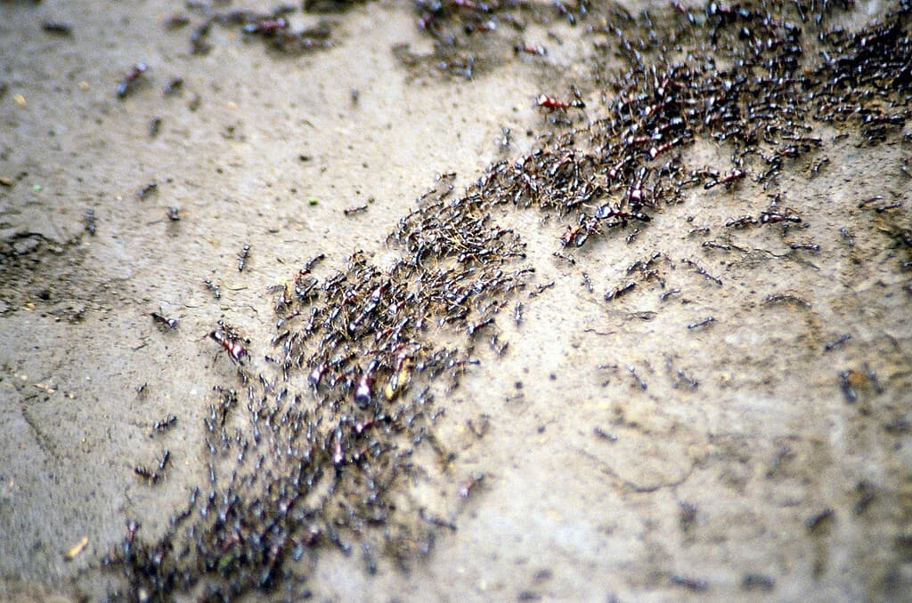 Uno sciame di formiche autiste
