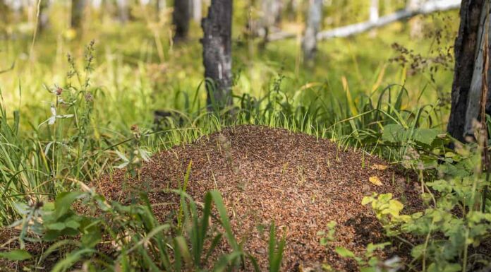 Le formiche del tumulo di Allegheny costruiscono i tumuli di formiche più grandi