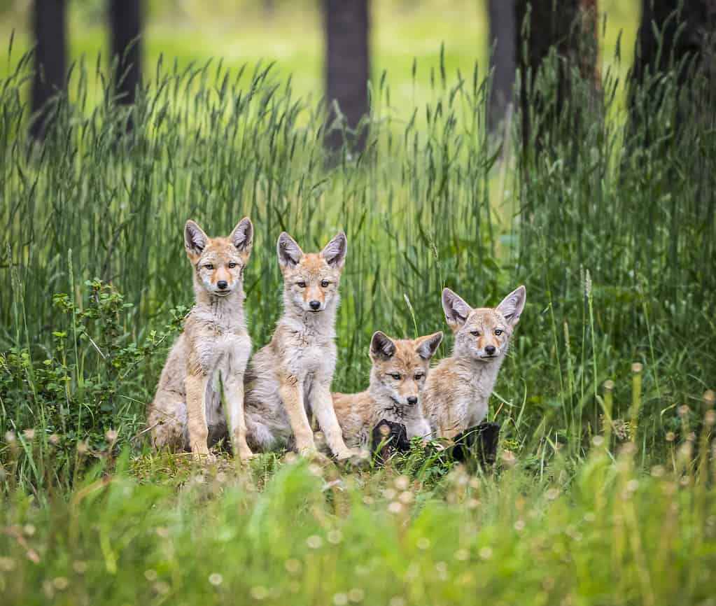 Cuccioli di coyote a Canmore, Alberta