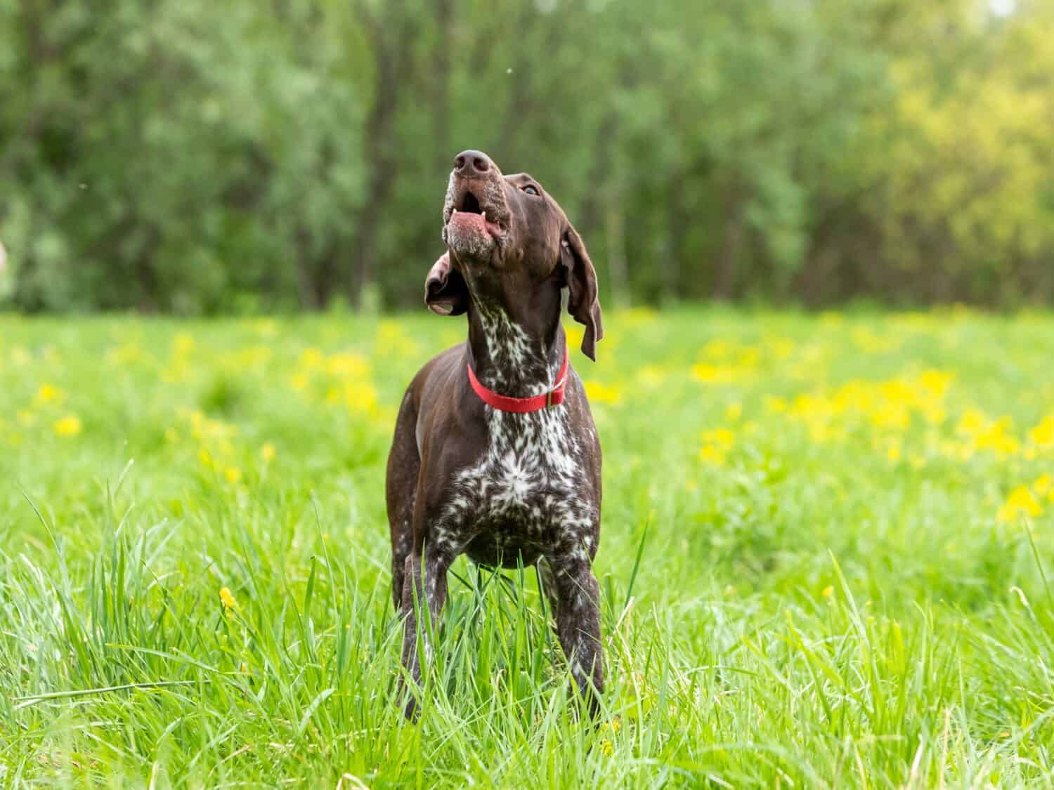 Il cane da caccia tedesco Pointer dai capelli lisci abbaia mentre si trova in un campo su un prato verde