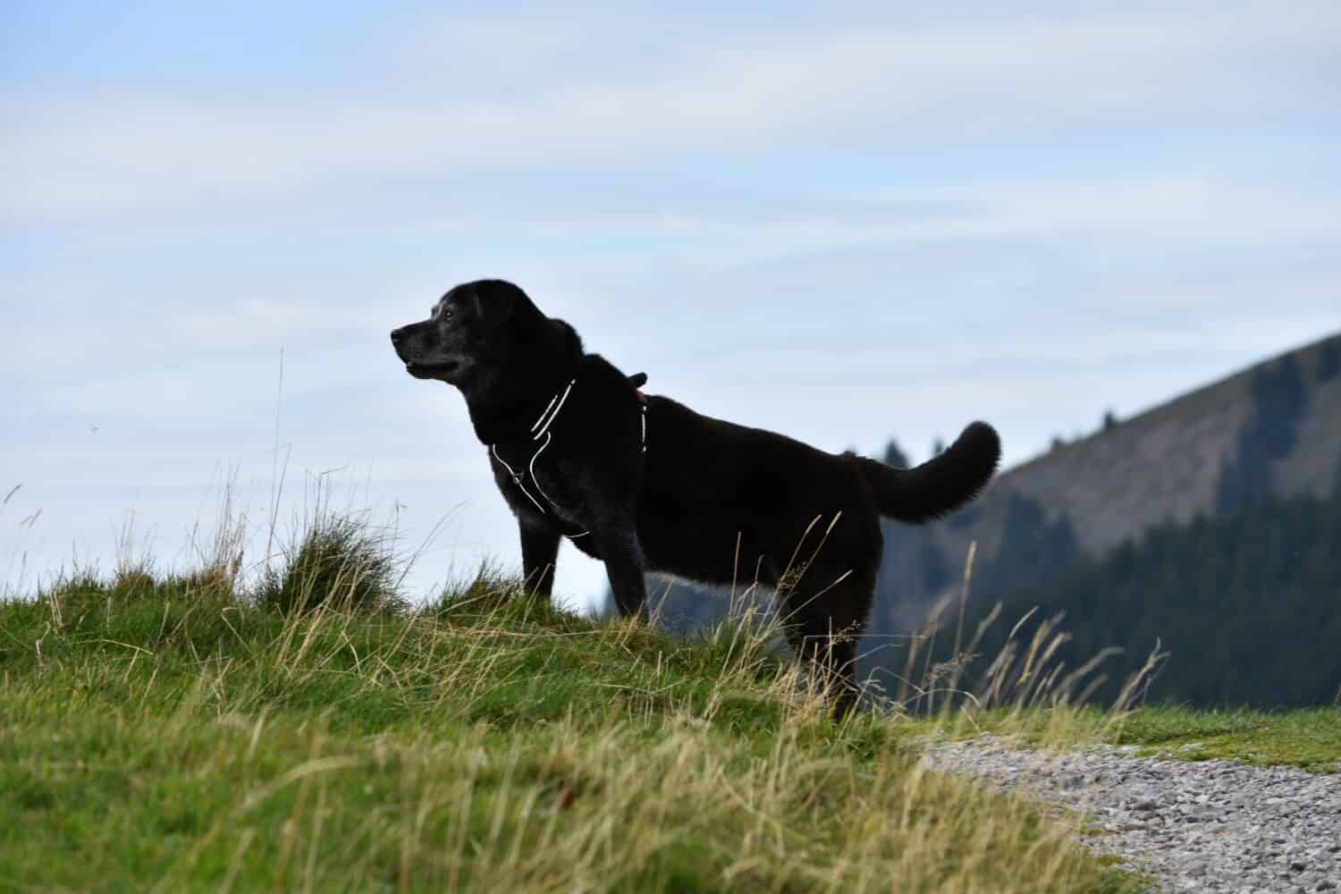 grosso cane nero sulla cima della montagna