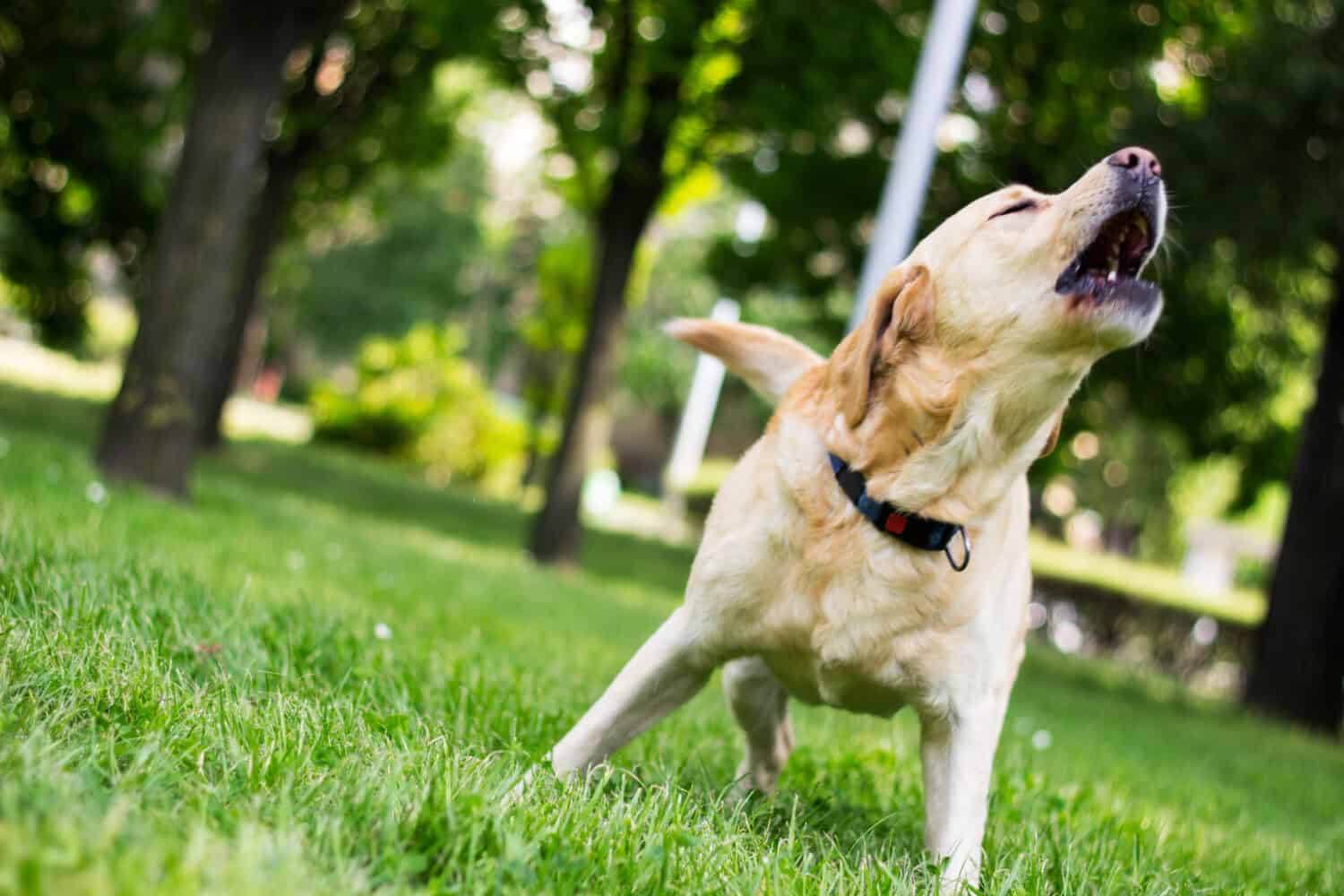 Cane Labrador che abbaia al parco cittadino