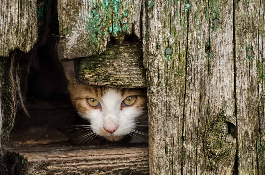 I gatti selvatici vivono in una fattoria abbandonata