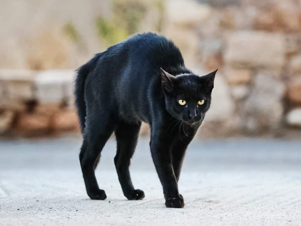 Il gatto nero era spaventato e si chinò.  Gatto nero nella paura e nell'aggressività.