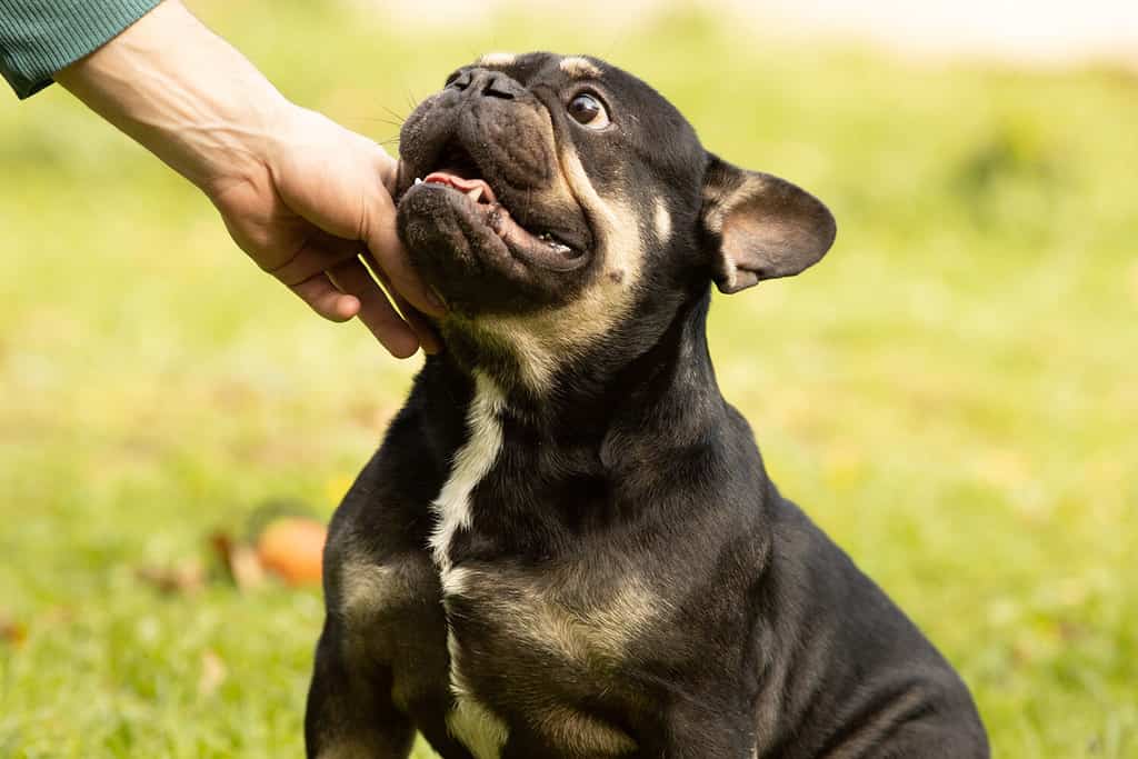 Ritratto di un bulldog francese nero focato