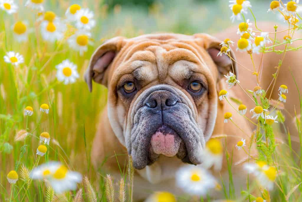 Bulldog inglese di un anno che gioca in un parco cittadino in estate.