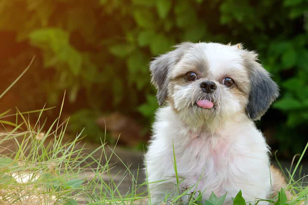Fronte volto innocente del giovane cane Shih Tzu, lingua lunga e dubbioso, su prato verde con luce soffusa