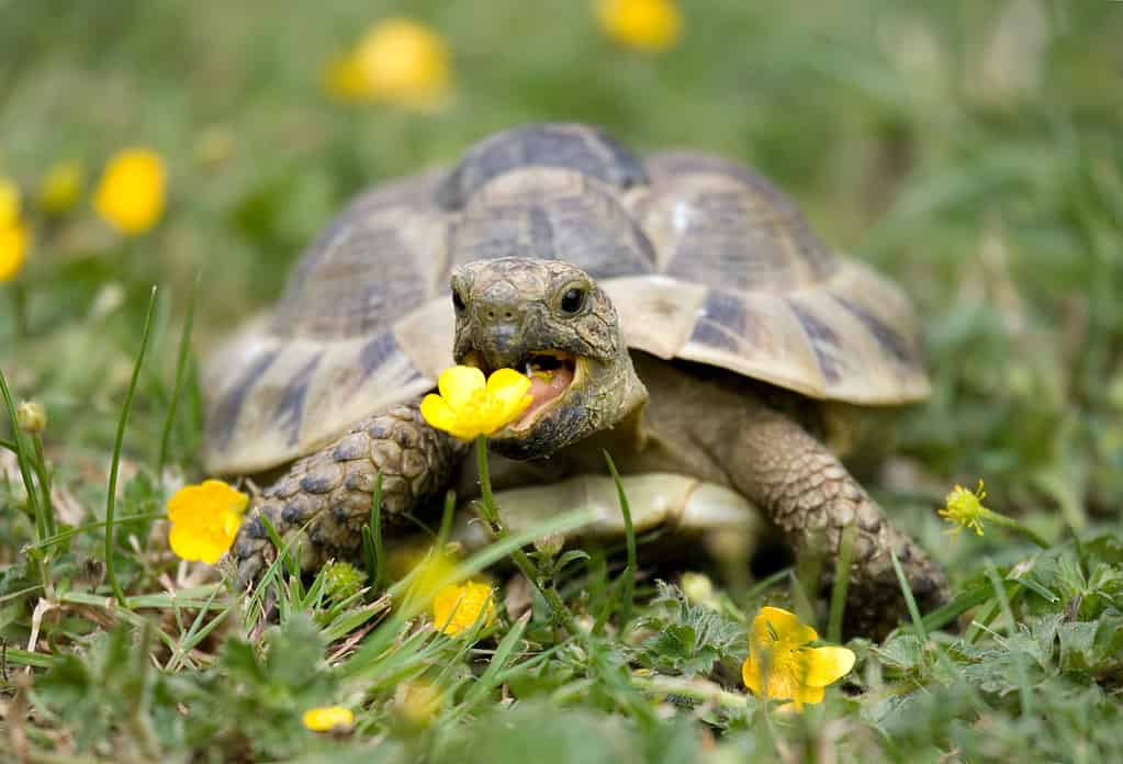 La tartaruga di Hermann in giardino mangia il ranuncolo