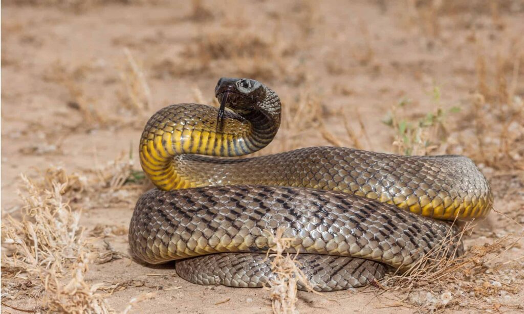 Oxyuranus microlepidotus, noto anche come taipan interno, conosciuto come il serpente più velenoso e mortale del mondo.