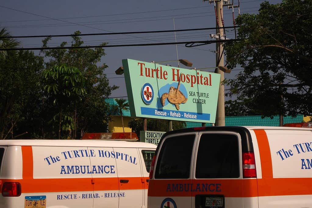 Il Turtle Hospital fornisce assistenza alle tartarughe marine ferite e aiuta a rilasciarle nell'oceano.