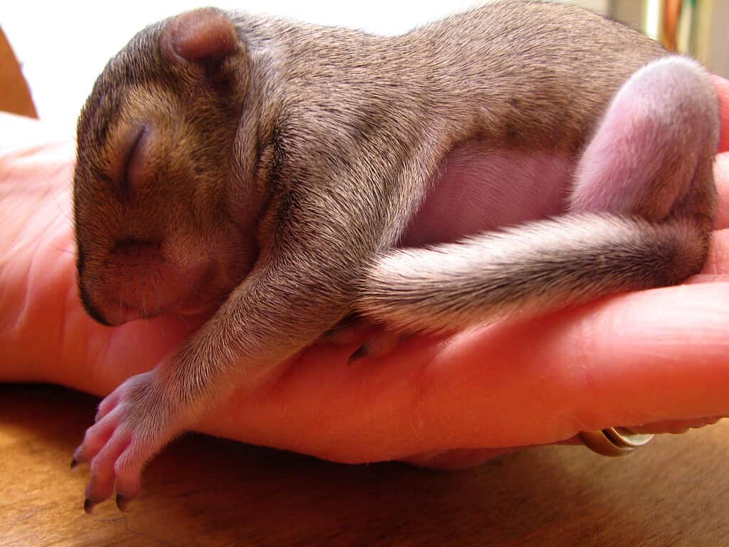 I piccoli scoiattoli necessitano di cure se separati dalla madre prima di una certa età.