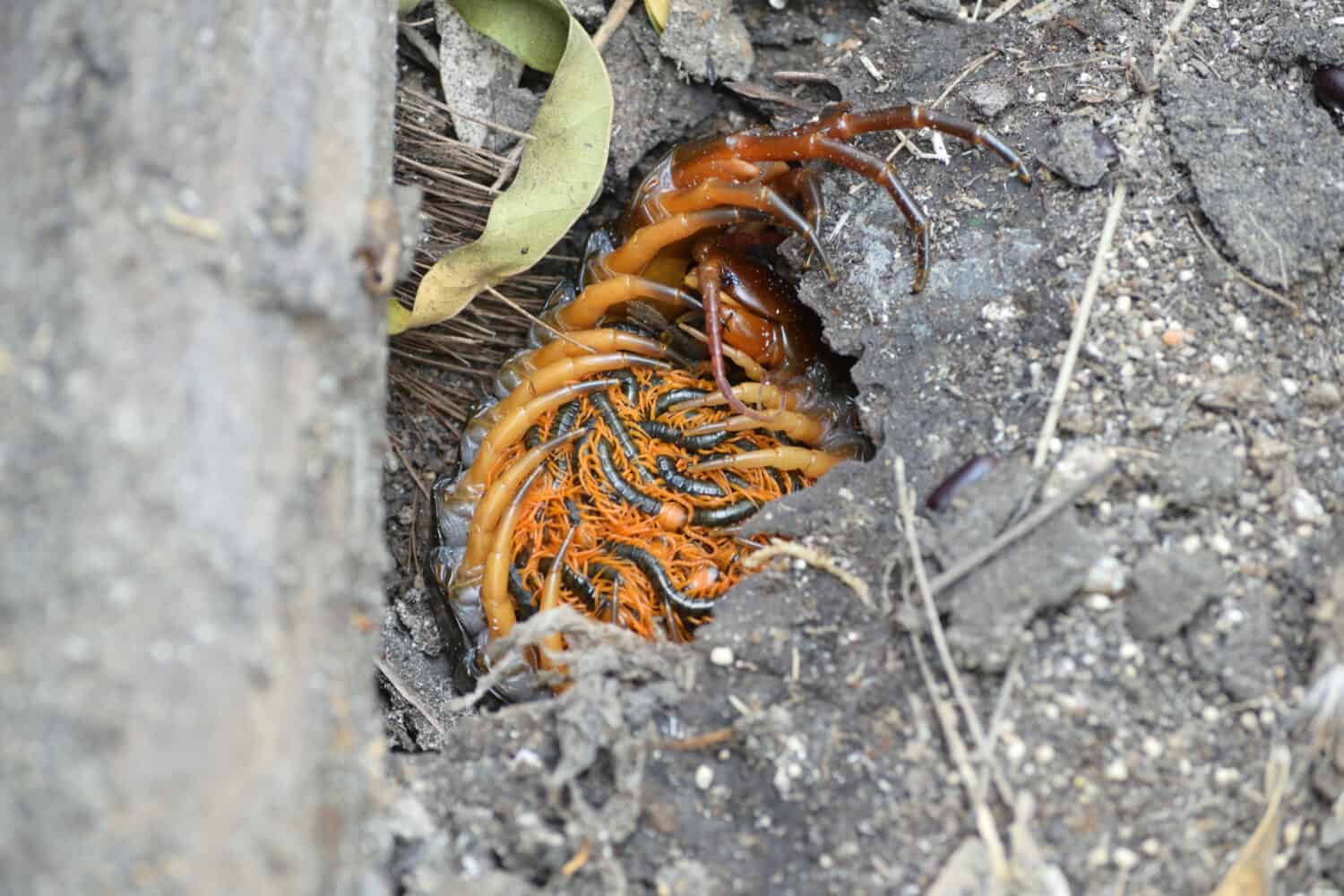 Centopiedi sdraiato con il loro bambino in una buca di argilla.