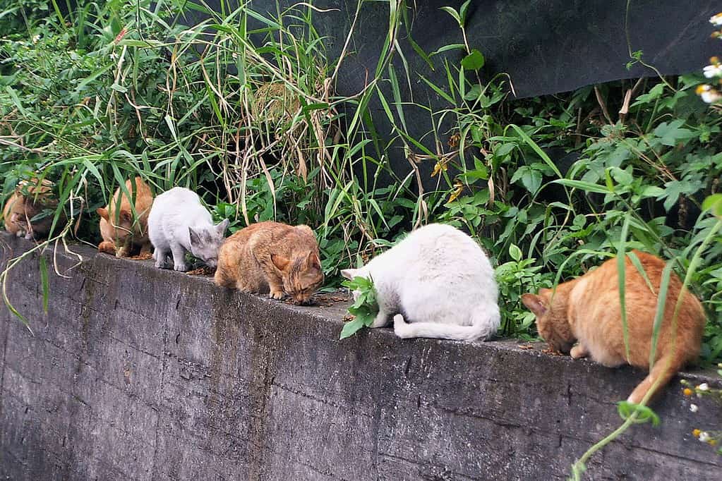 I gatti randagi in Cina vengono curati dalla gente del posto.