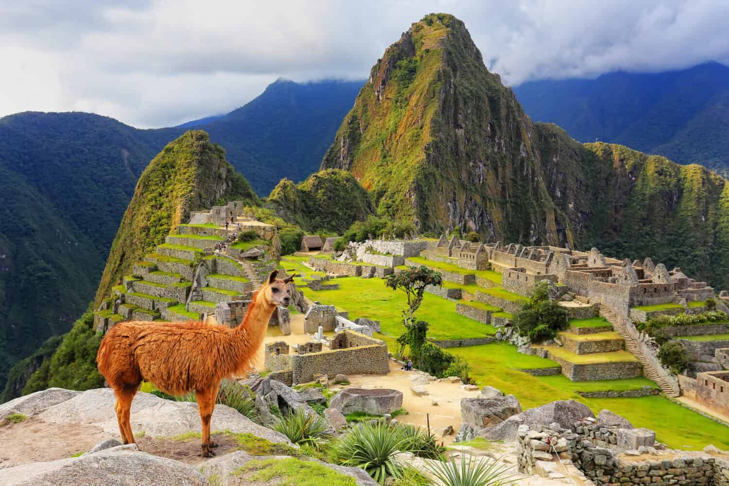Il lama in piedi a Machu Picchu si affaccia in Perù.  Nel 2007 Machu Picchu è stata votata come una delle Nuove Sette Meraviglie del Mondo.