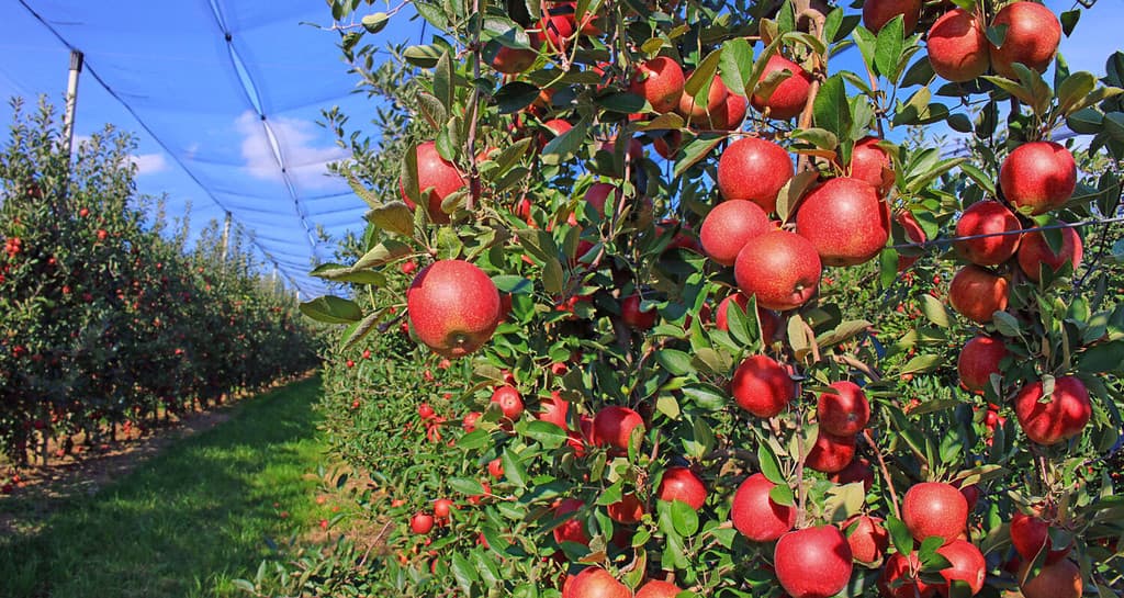 Mela matura nel frutteto, pronta per la raccolta.  Il frutteto è dotato di reti antigrandine