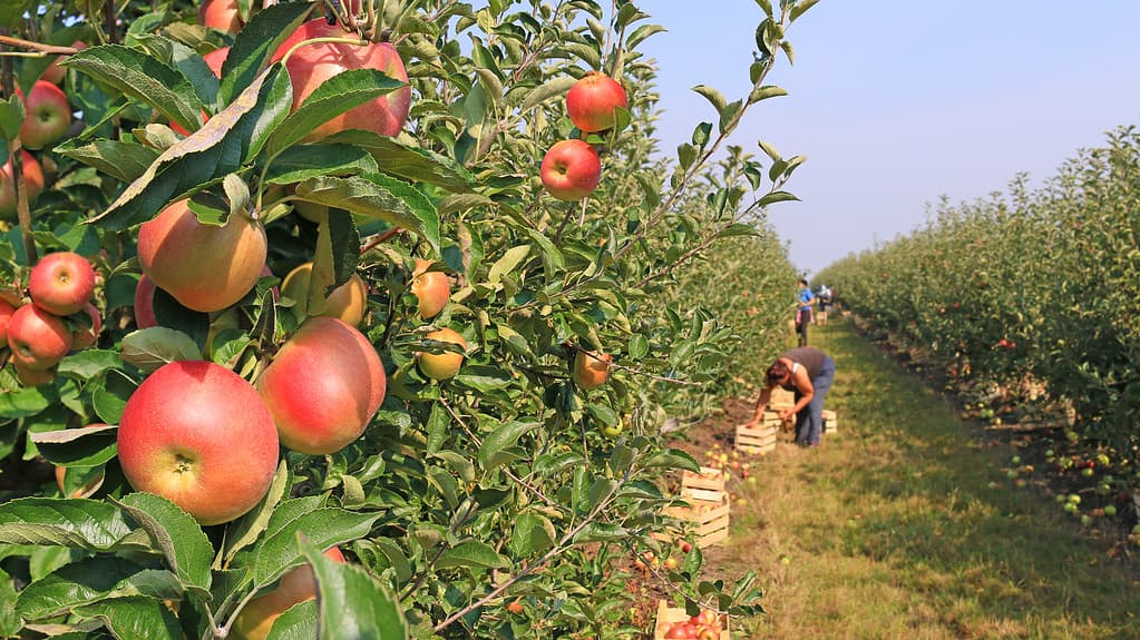 Raccolta delle mele nel frutteto