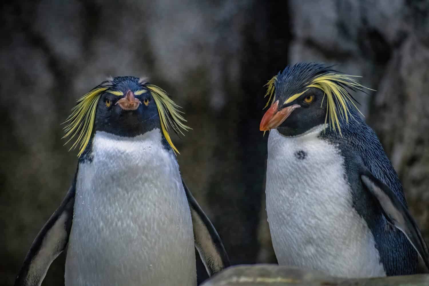 2 PINGUINI CALIGIARO DEL NORD IN PIEDI INSIEME CON GOCCE D'ACQUA SUI CAPPOTTI DAVANTI A UNA PARETE ROCCIOSA