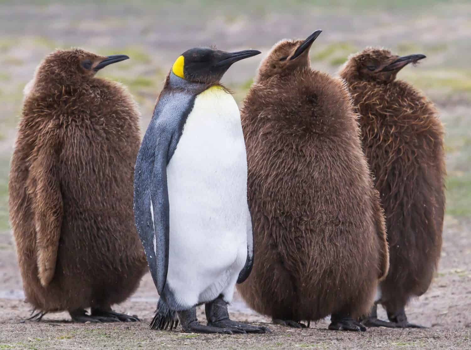 Compagnia, coppia di pinguini reali;  Scuoti la testa, pulcino del pinguino reale;  Astrazione del pinguino reale;  Pulcini adulti del pinguino reale;  Isole Falkland